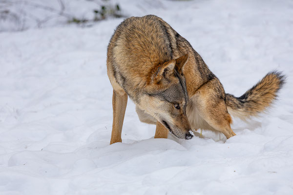 Wolf, momente-der-schoepfung.ch