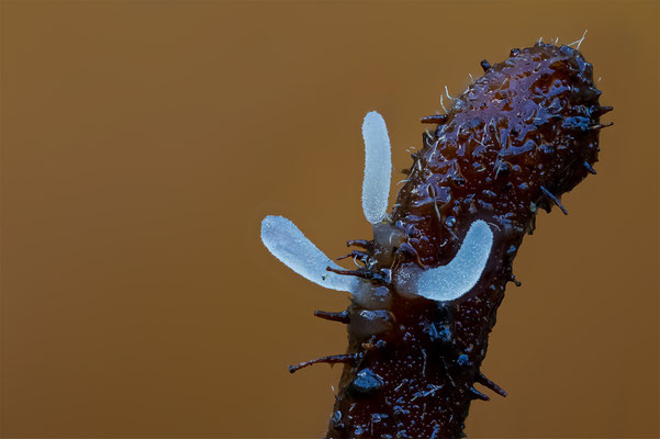 Myxomyceten Schleimpilz ertfund, ABM4.5:1, momente-der-schoepfung.ch