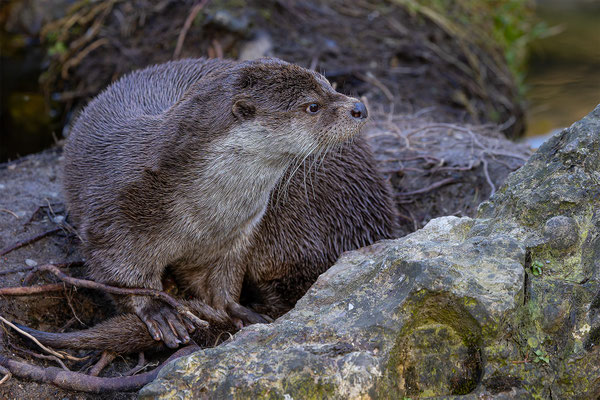 Fischotter Tierpakt Arth Goldau, momente-der-schoepfung.ch