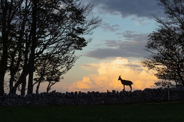 Alpensteinbock, momente-der-schoepfung.ch