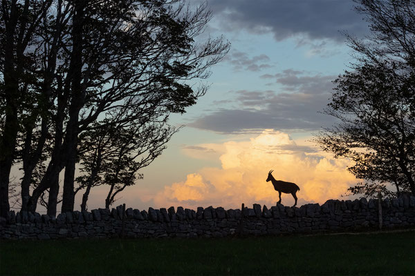 Alpensteinbock, momente-der-schoepfung.ch
