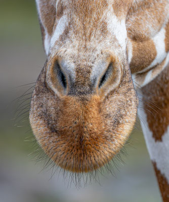 Netzgiraffe, Zürcher Zoo, momente-der-schoepfung.ch