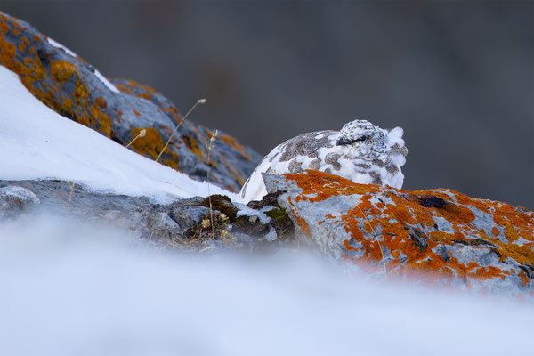 Alpenscheehuhn, momente-der-schoepfung.ch