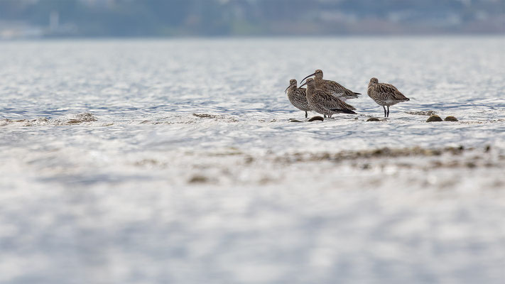 Brachvögel, momente-der-schoepfung.ch