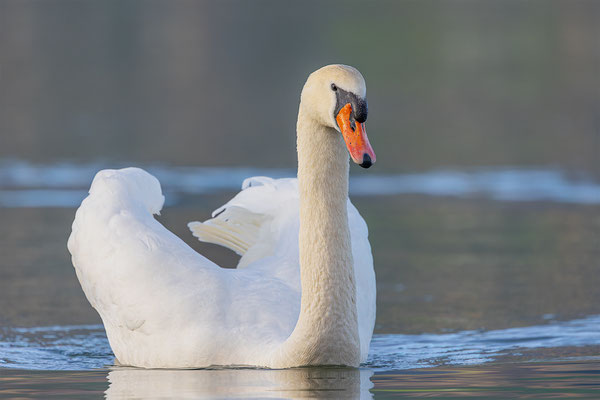 Höckerschwan, momente-der-schoepfung.ch