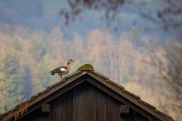 Nielgans, momente-der-schoepfung.ch