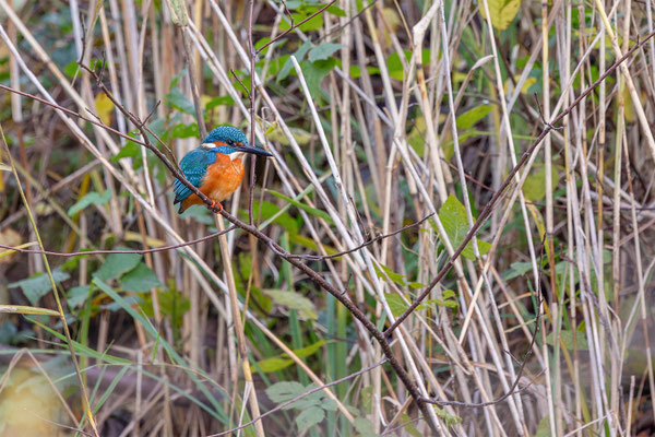 Eisvogel, momente-der-schoepfung.ch