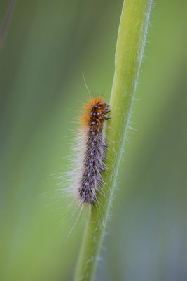 Brauner Bär, momente-der-schoepfung.ch