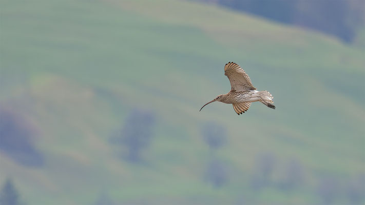 Brachvögel, momente-der-schoepfung.ch