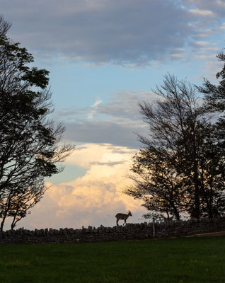 Alpensteinbock, momente-der-schoepfung.ch
