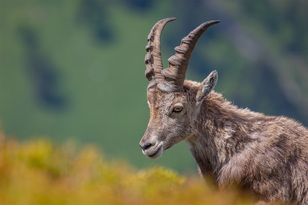 Alpensteinbock, momente-der-schoepfung.ch