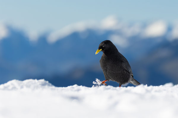 Alpendohle, momente-der-schoepfung.ch