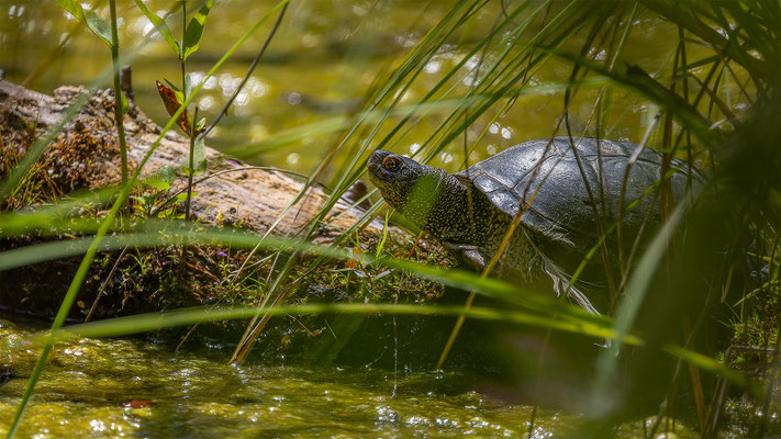 Europä. Schumpfschildkröte, momente-der-schoepfung.ch