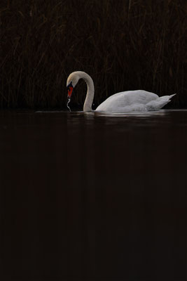 Höckerschwan, momente-der-schoepfung.ch