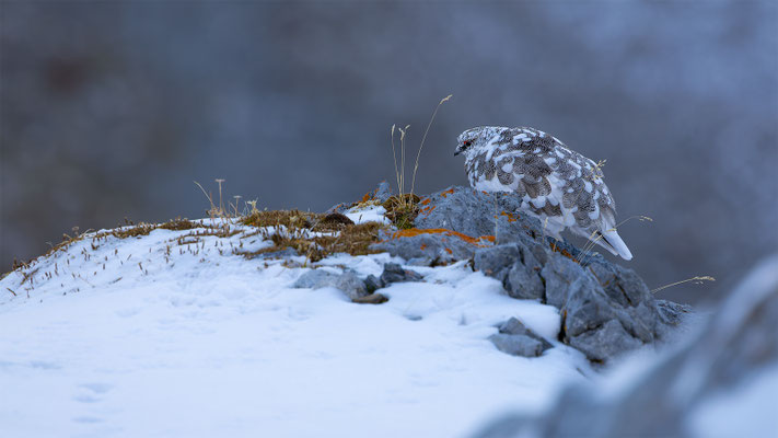 Alpenscheehuhn, momente-der-schoepfung.ch