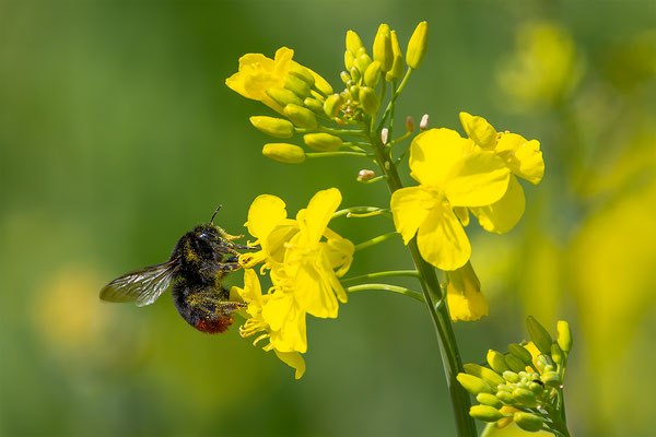 Steinhummel, momente-der-schoepfung.ch