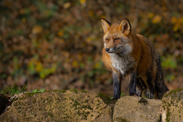 Fuchs, Tierpakt Arth Goldau, momente-der-schoepfung.ch