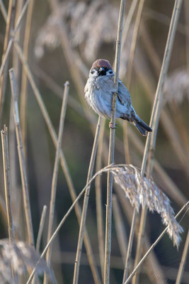 Feldspatz, momente-der-schoepfung.ch