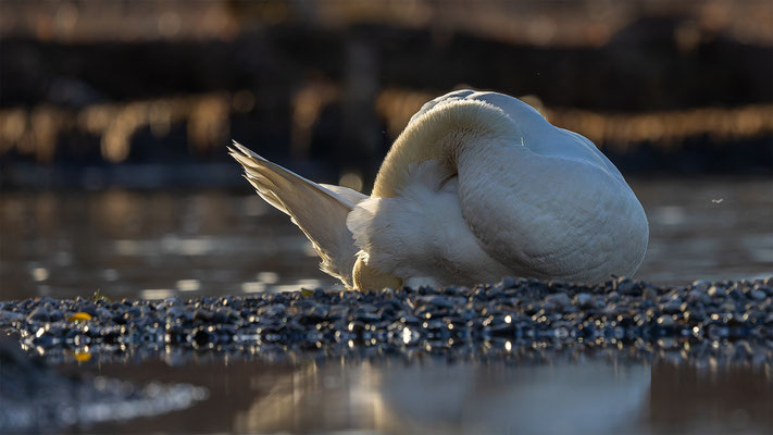 Höckerschwan, momente-der-schoepfung.ch