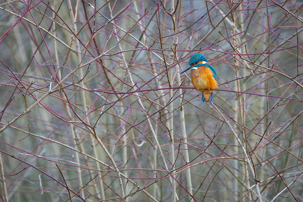 Eisvogel, momente-der-schoepfung.ch