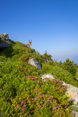 Alpensteinbock, momente-der-schoepfung.ch