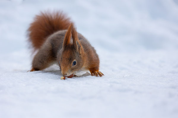 Eichhörnchen, momente-der-schoepfung.ch