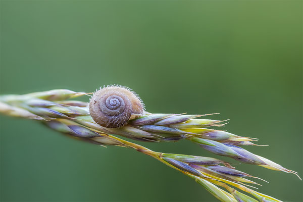 Behaarte Schnecken, momente-der-schoepfung.ch