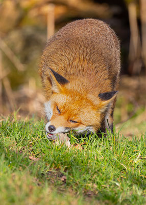 Fuchs, momente-der-schoepfung.ch