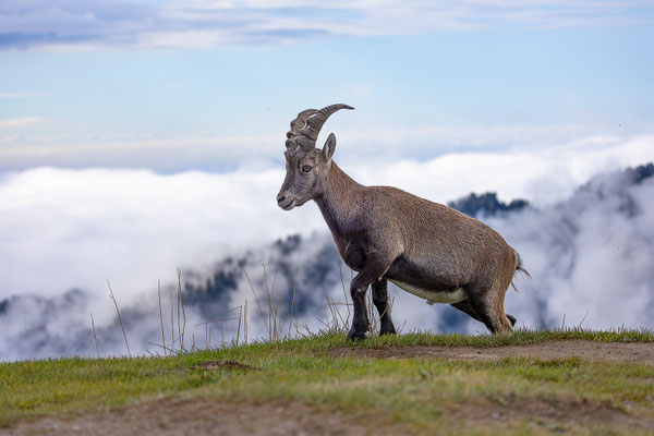Alpensteinbock, momente-der-schoepfung.ch