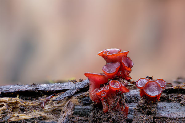 Rote Becherlinge, ABM 4:1 momente-der-schoepfung.ch