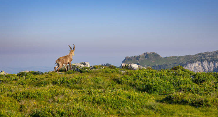 Alpensteinbock, momente-der-schoepfung.ch