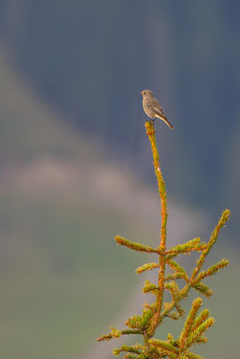 Hausrotschwanz,momente-der-schoepfung.ch