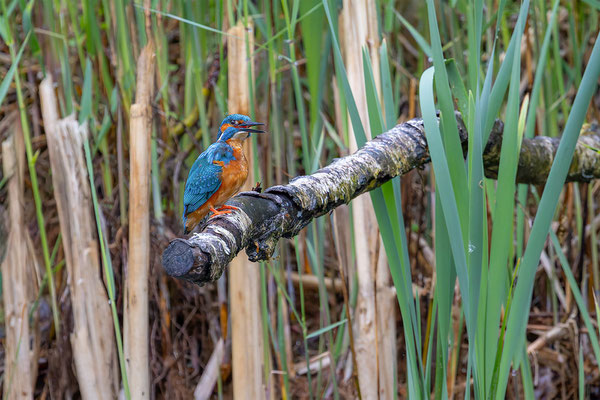 Eisvogel, momente-der-schoepfung.ch