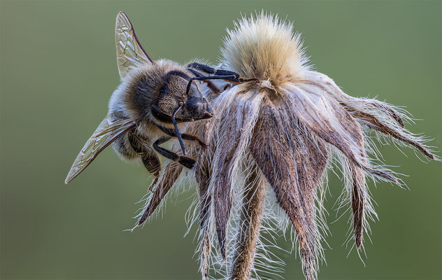Hummel, momente-der-schoepfung.ch