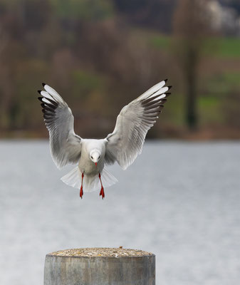 Möwen, momente-der-schoepfung.ch