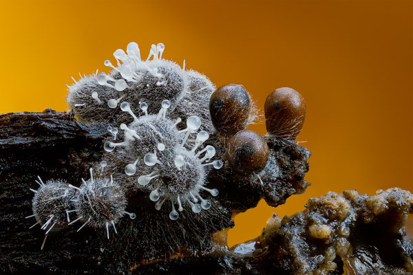 Myxomyceten Schleimpilz, ABM4:1, momente-der-schoepfung.ch