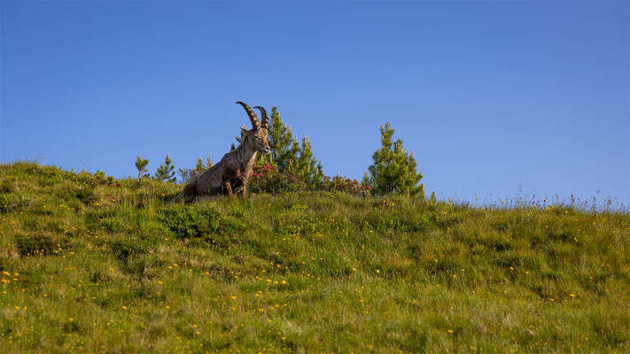 Alpensteinbock, momente-der-schoepfung.ch