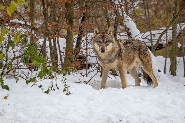 Wolf, momente-der-schoepfung.ch