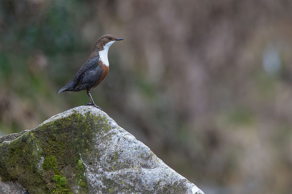 Wasseramsel, momente-der-schopfung.ch