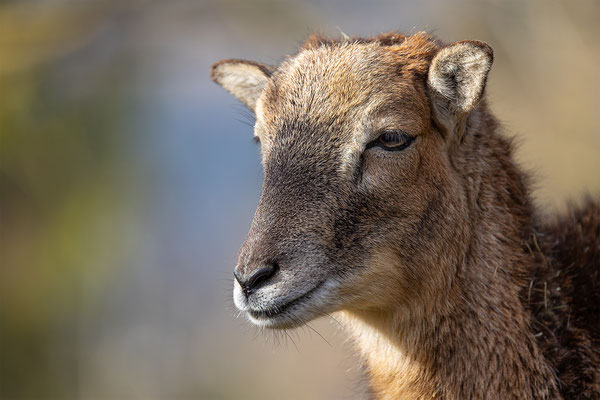 Mufflon, Tierpakt Arth Goldau, momente-der-schoepfung.ch