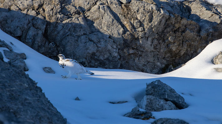 Alpenscheehuhn, momente-der-schoepfung.ch