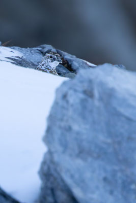 Alpenscheehuhn, momente-der-schoepfung.ch
