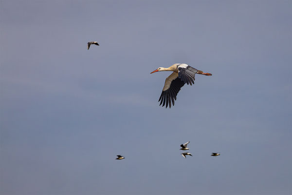 Storch, momente-der-schoepfung.ch