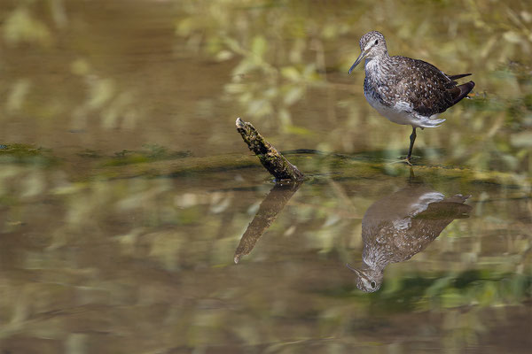 Waldwasserläufer, momente-der-schoepfung.ch
