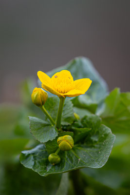 Sumpfdotterblume, momente-der-schoepfung.ch