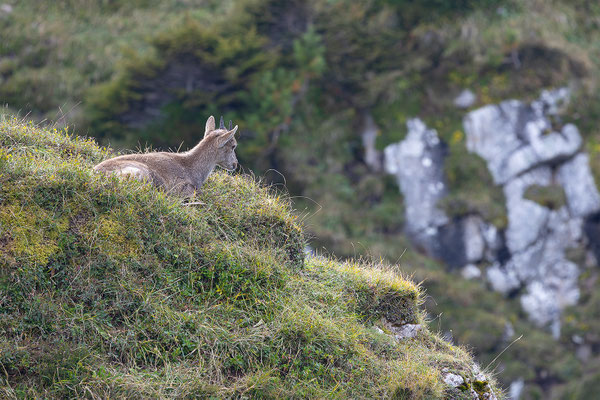 Alpensteinbock, momente-der-schoepfung.ch