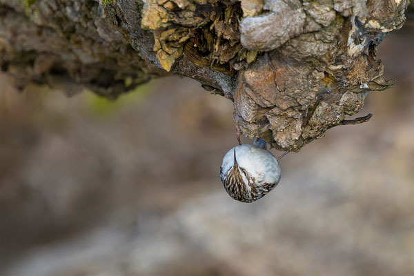 Baumläufer, momente-der-schoepfung.ch