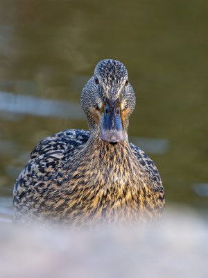 Stockente, momente-der-schoepfung.ch