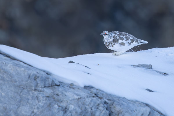 Alpenscheehuhn, momente-der-schoepfung.ch