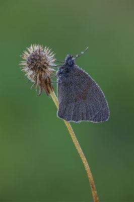 Wiesenvögelchen, momente-der-schoepfung.ch